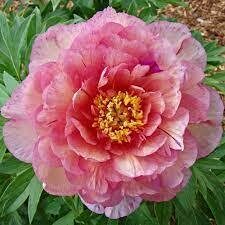 4. ITOH peonija (Paeonia intersectional Smith Family Jewel) podā
